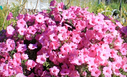 $10 for $20 Worth of Plants, Flowers, and More at Tower Perennial Gardens 